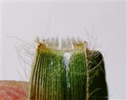  Ligule